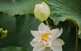 Sen trắng bung nở thơm ngát