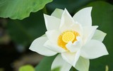 Sen trắng bung nở thơm ngát