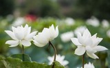 Sen trắng bung nở thơm ngát