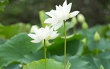 Sen trắng bung nở thơm ngát