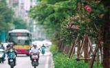 Màu xanh đang phủ phố phường