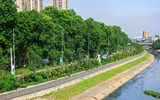 Màu xanh đang phủ phố phường