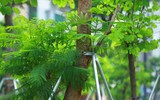 Màu xanh đang phủ phố phường