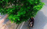 Màu xanh đang phủ phố phường