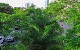 Màu xanh đang phủ phố phường