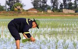 Những chiến sĩ công an hăng hái xuống đồng giúp dân cấy lúa