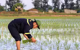 Những chiến sĩ công an hăng hái xuống đồng giúp dân cấy lúa