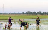 Những chiến sĩ công an hăng hái xuống đồng giúp dân cấy lúa