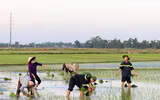 Những chiến sĩ công an hăng hái xuống đồng giúp dân cấy lúa