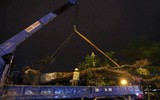 Cây xà cừ cổ thụ hồi sinh mạnh mẽ tại vườn ươm sau khi đánh chuyển