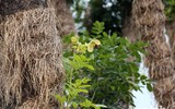 Cây xà cừ cổ thụ hồi sinh mạnh mẽ tại vườn ươm sau khi đánh chuyển