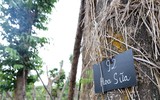 Cây xà cừ cổ thụ hồi sinh mạnh mẽ tại vườn ươm sau khi đánh chuyển