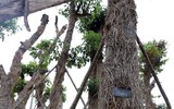 Cây xà cừ cổ thụ hồi sinh mạnh mẽ tại vườn ươm sau khi đánh chuyển