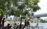 Hồ Hoàng Cầu không còn cá chết, hết mùi hôi thối