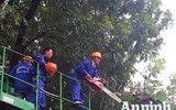 Hà Nội: Mời người dân cùng giám sát việc đánh chuyển 1.159 cây xanh trên đường Phạm Văn Đồng