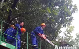 Hà Nội: Mời người dân cùng giám sát việc đánh chuyển 1.159 cây xanh trên đường Phạm Văn Đồng