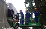 Hà Nội: Mời người dân cùng giám sát việc đánh chuyển 1.159 cây xanh trên đường Phạm Văn Đồng