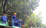 Hà Nội: Mời người dân cùng giám sát việc đánh chuyển 1.159 cây xanh trên đường Phạm Văn Đồng