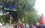Hà Nội: Mời người dân cùng giám sát việc đánh chuyển 1.159 cây xanh trên đường Phạm Văn Đồng