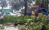 Hà Nội: Mời người dân cùng giám sát việc đánh chuyển 1.159 cây xanh trên đường Phạm Văn Đồng