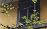 Những khoảnh khắc lắng đọng sớm mùng Một Tết
