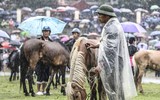 Thử thách lòng gan dạ, tranh tài ở Giải đua ngựa Bắc Hà 2018
