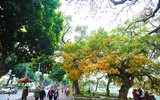 [ẢNH] Ngỡ ngàng với bản giao hưởng màu sắc của các loài hoa bên hồ Gươm