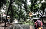 [ẢNH] Hà Nội: Mưa lớn, nhiều cây xanh bật gốc