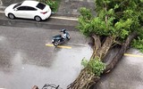 [ẢNH] Hà Nội: Mưa lớn, nhiều cây xanh bật gốc