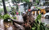 [ẢNH] Hà Nội: Mưa lớn, nhiều cây xanh bật gốc