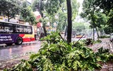 [ẢNH] Hà Nội: Mưa lớn, nhiều cây xanh bật gốc