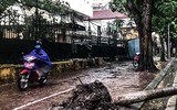 [ẢNH] Hà Nội: Mưa lớn, nhiều cây xanh bật gốc