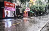 [ẢNH] Hà Nội: Mưa lớn, nhiều cây xanh bật gốc