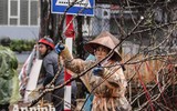 [ẢNH] Trời mưa, tiểu thương vứt bỏ đào quất, đường phố ngập xác hoa...
