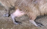 [ẢNH] Đầu năm Tý xem chuột khổng lồ nặng đến 100kg nhưng đặc biệt hiền lành ở Hà Nội