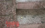 Cận cảnh hiện trường vụ án cô gái tử vong do bị ca sĩ Châu Việt Cường nhét tỏi vào miệng