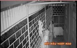 [Ảnh] Trộm cướp manh động vào nhà: Cách ứng phó bảo toàn mạng sống