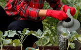 Ngắm Đệ nhất phu nhân nước Mỹ bình dị mà vẫn nổi bật khi... làm vườn