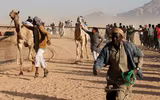 Thú vị xem cuộc đua lạc đà khốc liệt và... bụi mù