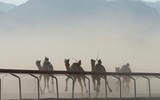Thú vị xem cuộc đua lạc đà khốc liệt và... bụi mù