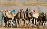 Thú vị xem cuộc đua lạc đà khốc liệt và... bụi mù