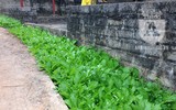 [ẢNH] Đẹp rêu phong như giếng cổ của làng