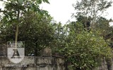 [ẢNH] Ngỡ ngàng hương sắc hoa... chanh