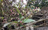 [ẢNH] Ngỡ ngàng hương sắc hoa... chanh