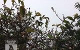 [ẢNH] Ngỡ ngàng hương sắc hoa... chanh