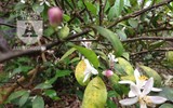 [ẢNH] Ngỡ ngàng hương sắc hoa... chanh