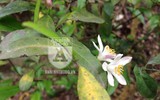 [ẢNH] Ngỡ ngàng hương sắc hoa... chanh