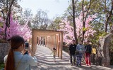 Chỉ đến Sun World Ba Na Hills mùa xuân, bạn mới được thấy những loại hoa độc đáo này