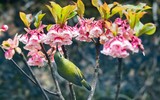 Chỉ đến Sun World Ba Na Hills mùa xuân, bạn mới được thấy những loại hoa độc đáo này