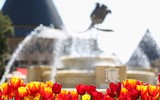 Chỉ đến Sun World Ba Na Hills mùa xuân, bạn mới được thấy những loại hoa độc đáo này